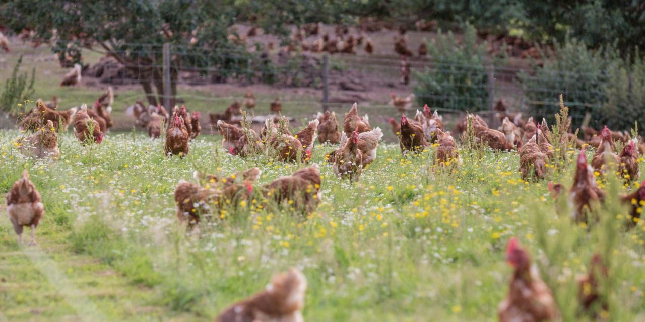Silver Springs Farm Dingestow